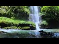 RELAKSASI AIR TERJUN DI DALAM HUTAN SUARA GEMERCIK AIR SUARA BURUNG LIAR RELAKSASI AIR TERJUN DI DALAM HUTAN SUARA GEMERCIK AIR SUARA BURUNG LIAR