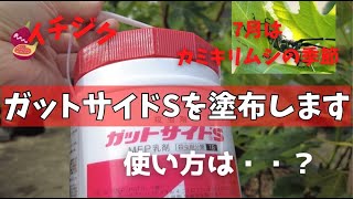 【イチジク】カミキリムシにはガットサイドS！！初めて使いますが塗布します。7月はカミキリムシの季節！