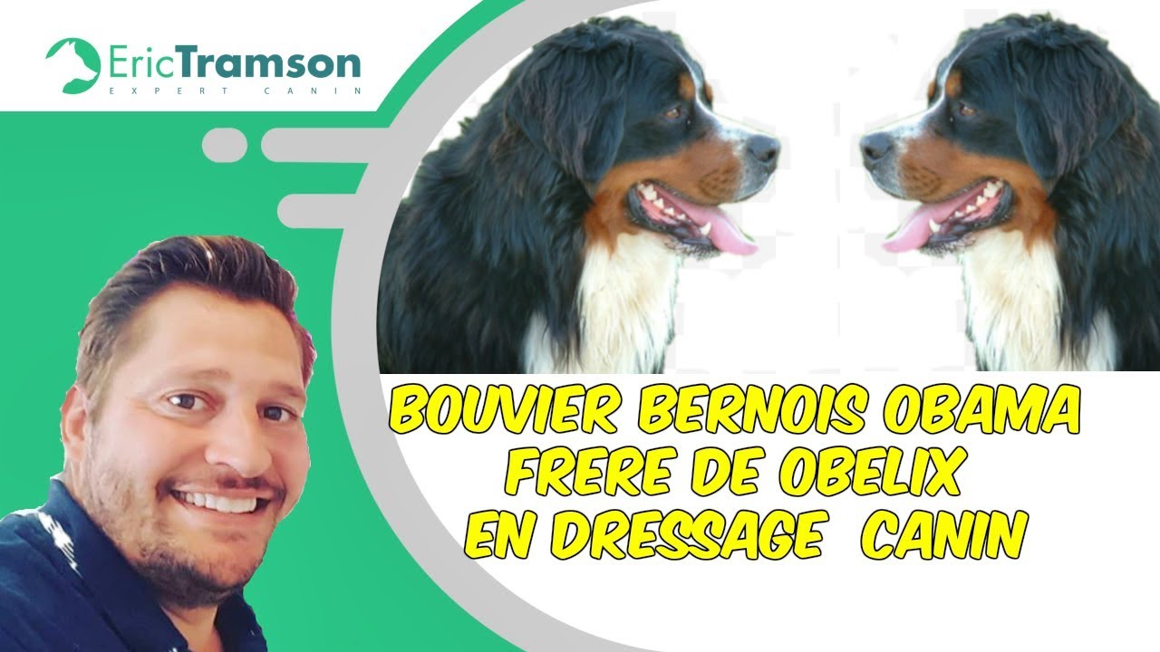 MORSURE CHIEN BOUVIER BERNOIS OBAMA FRERE OBELIX - YouTube