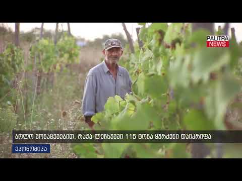 ბოლო მონაცემებით, რაჭა-ლეჩხუმში 115 ტონა ყურძენი დაიკრიფა