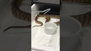 My angry baby woma python