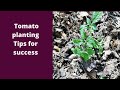 Planting Tomatoes for a big harvest.