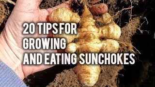 20 Tips for Growing and Eating Sunchokes, a "forever food".