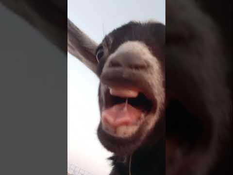screaming baby goat
