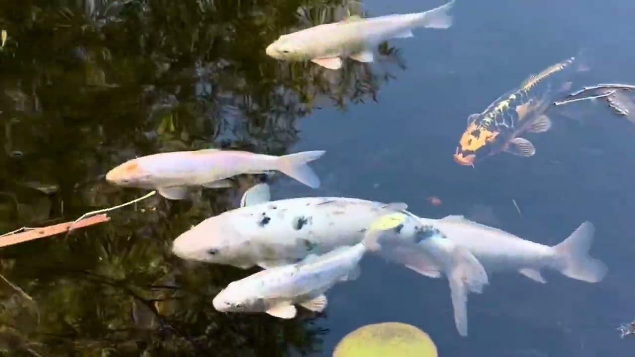 Boffins Garden Park in University of Saskatchewan