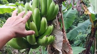 Thousands of pounds of food going to waste