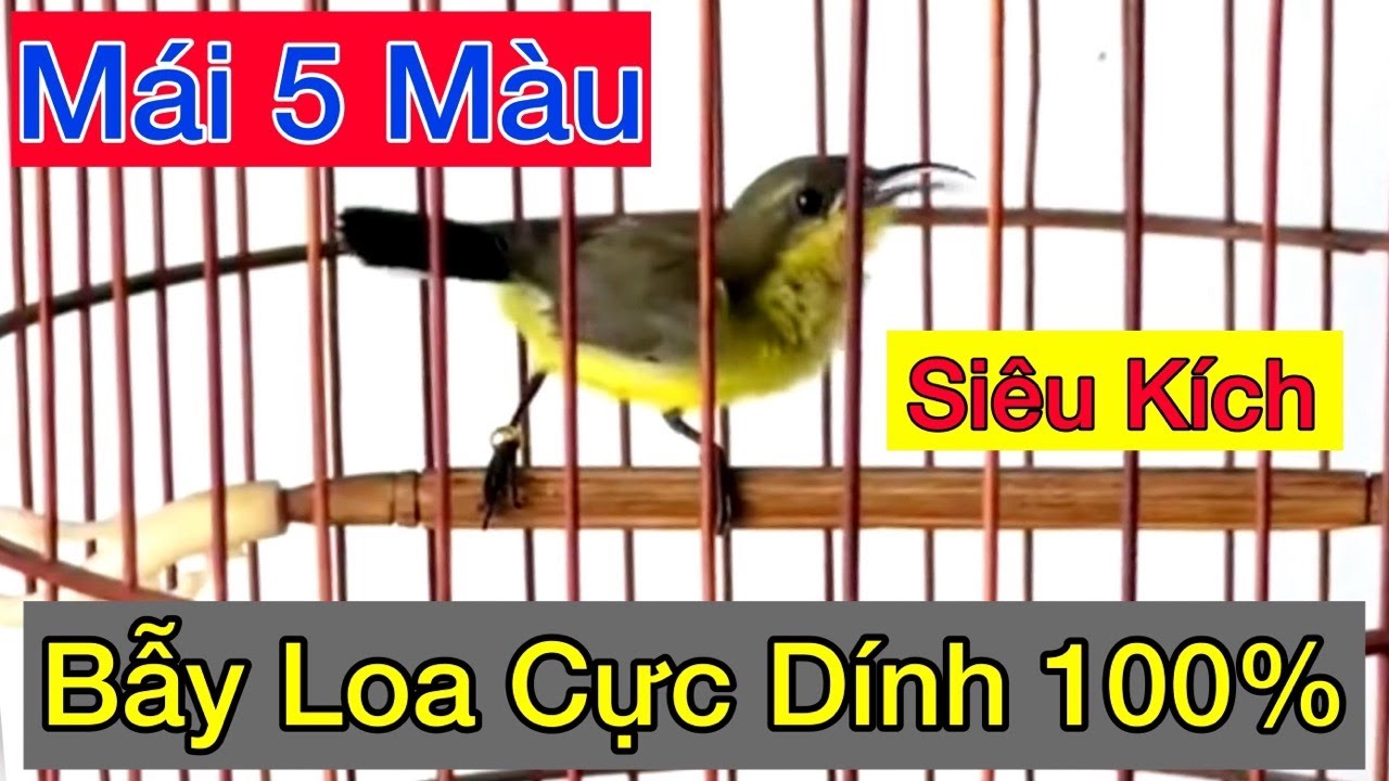 Tiếng hút mật Mái 5 Màu Chuẩn Kích Chim bẫy loa cực dính, luyện mồi nhanh căng + dụ bổi về nhanh