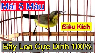 Tiếng hút mật Mái 5 Màu Chuẩn Kích Chim bẫy loa cực dính, luyện mồi nhanh căng   dụ bổi về nhanh