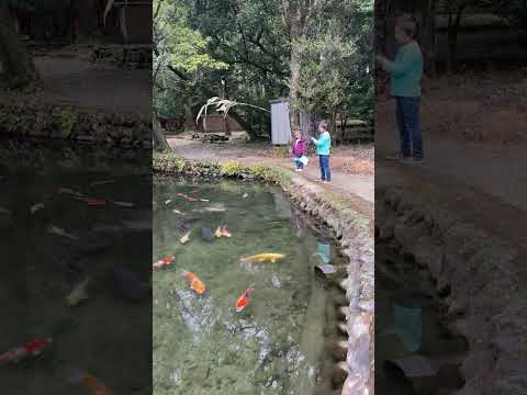 Colorful Carps in