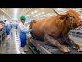 Inside the Secret $1M Red Brahman Bull Industry | Luxury Leather Production Process Revealed