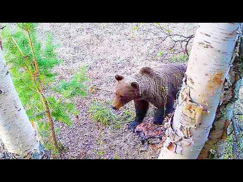 Охота на медведя видео 2023. Охота на медведя на приваде.