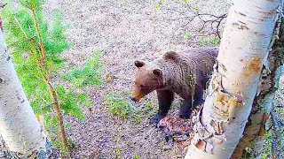 Два Медведя Вышли К Приваде / Охота На Косолапого С Приманкой. Как Будто Почувствовал Опасность.