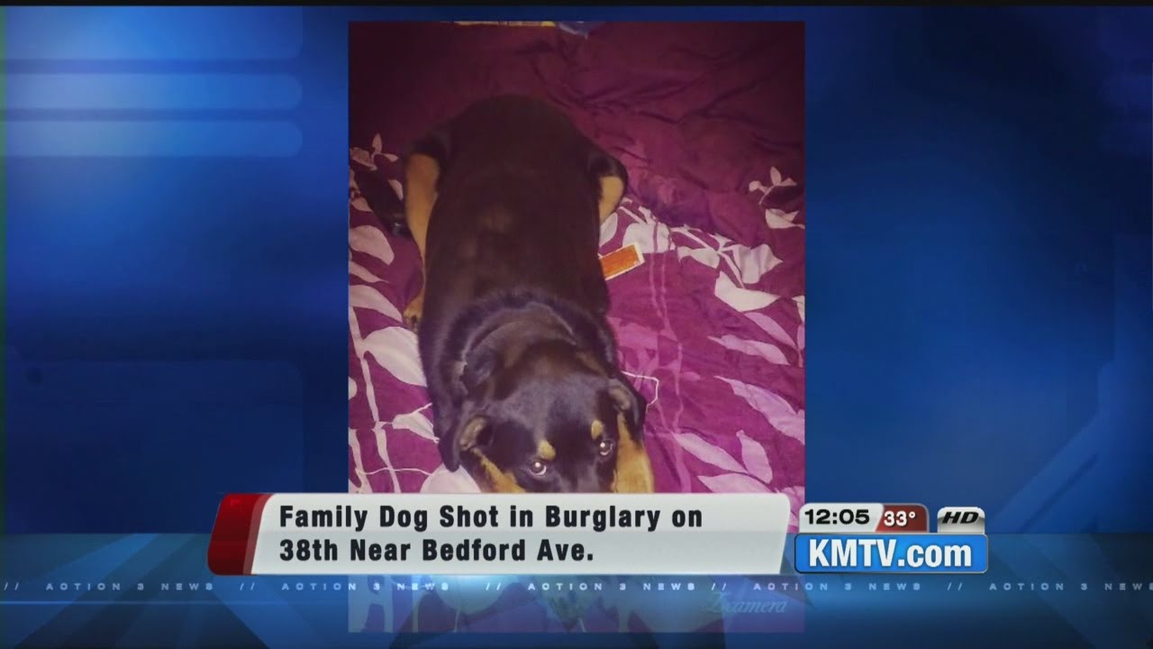 Reward offered to catch burglary suspects who shot dog