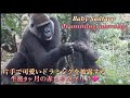 まだ片手ですが、上手に胸を叩くようになった赤ちゃんゴリラのサンタロウが可愛すぎる♪⭐️Gorilla【京都市動物園】Baby Santaro's cute one-handed drumming!