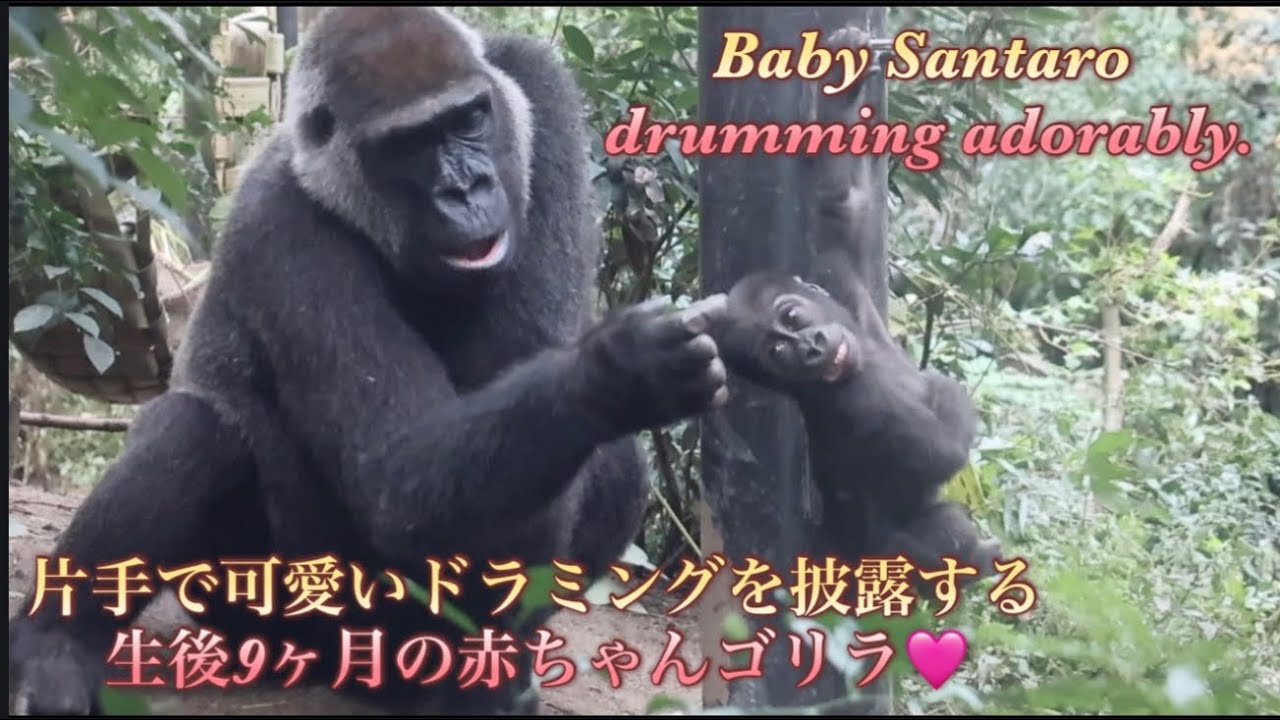 Gorilla⭐️Santaro, now nine months old, has started showing off