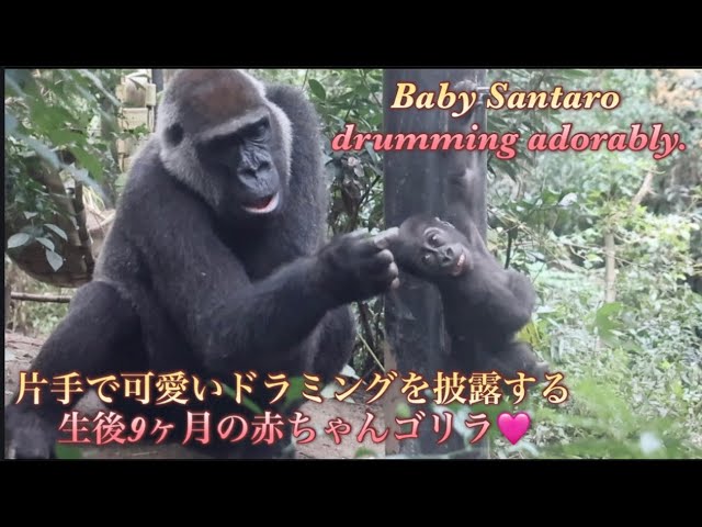 Gorilla⭐️Santaro, now nine months old, has started showing off