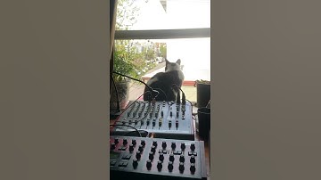 Luli likes the Access Virus A #accessvirus #synthcat #synthesizer #morningmusic