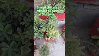 Ghar ki chat me  nhi rakhana chahiye #shorts #viralpicture #mumivation #mummy vlogs 🙏 🌹 ✨️