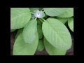 Salvia Oficinalis - Градински Чай