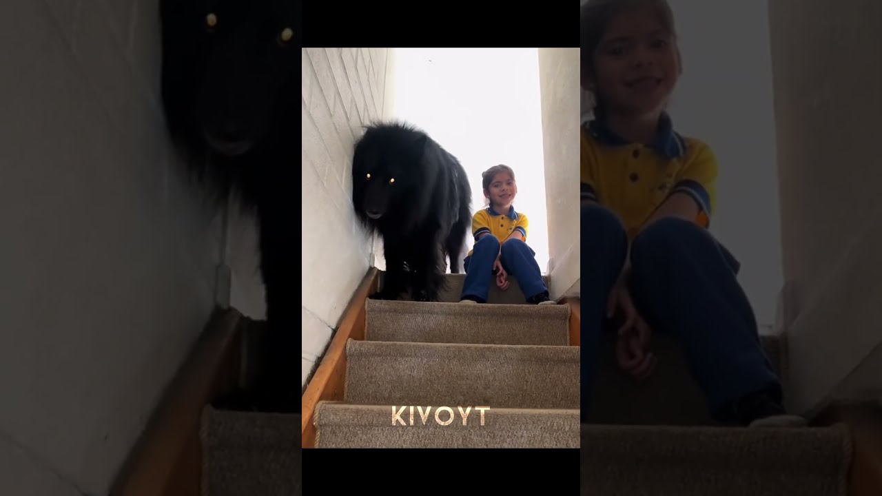 Dog Protection 2