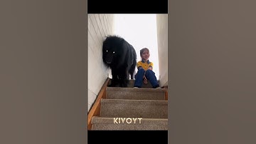 Thumbnail of Dog Protection 2