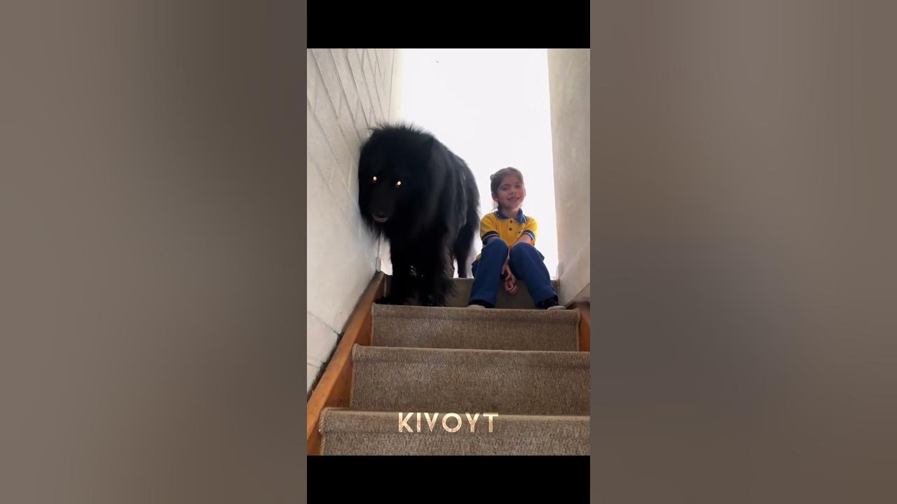 Dog Protection 2