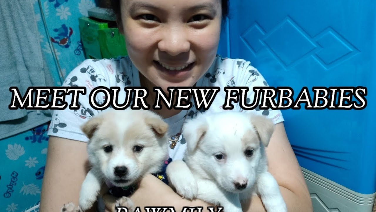 MEET OUR NEW FURBABIES (PAWMILY) Labzie Rosie vlog22 YouTube