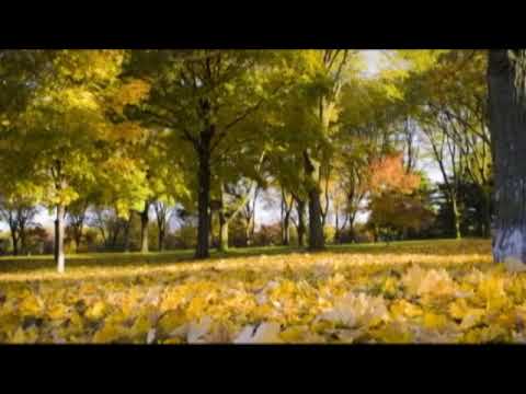 Ask UNMC: Fall related allergies