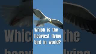 Celebrity Which is the Heaviest flying bird in the World?? Net Worth