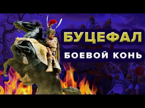 Буцефал - боевой конь Александра Македонского!