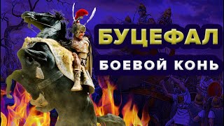 Буцефал - боевой конь Александра Македонского!