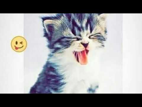 لكل واحدة موكوسه