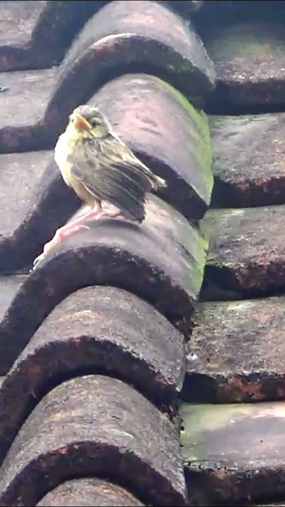 How to Catch a Flying Bird