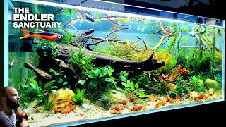The Endler Sanctuary: EPIC 4ft Natural Style Aquarium (aquascape tutorial)