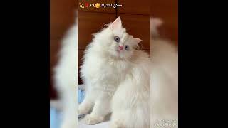 خلفيات قطط كيوت للبنات 🥰💕🌷🌷#shortvideo