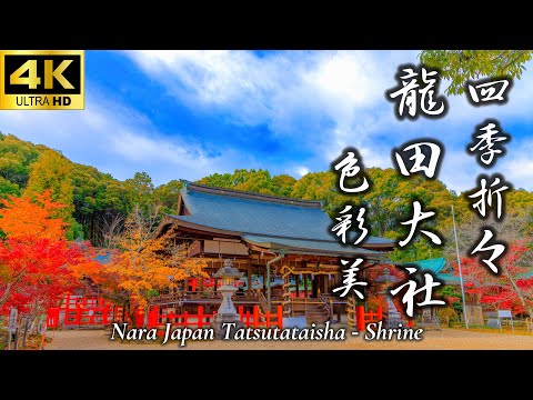 【龍田大社 色彩美】四季折々｜紅葉｜もみじ｜風神｜奈良｜三郷町｜奈良観光｜Nara｜Nara Travel｜Japan｜Japan Travel｜4K