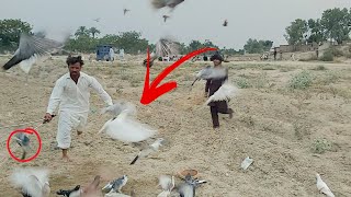 Fighter Pigeons Competition|Kabootar Bazi||Khokha Kabutar Championship||Pigeons Trapping Live Match