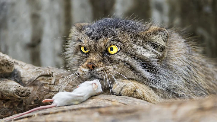 The Rarest, Wildest and Evil Cat in the World! - DayDayNews