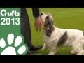 Basset Griffon Vendeen (Petit) wins Crufts Best In Show 2013 (Short Highlights)