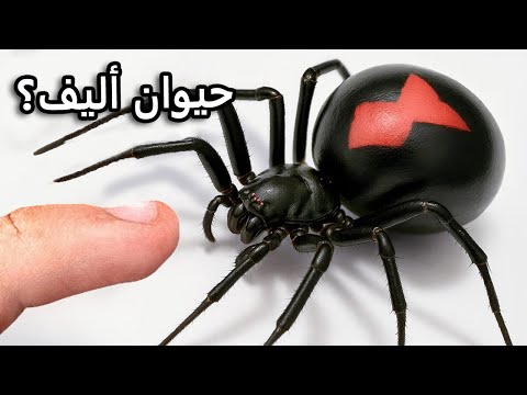حصلت على عنكبوت أرملة سوداء نعم حق ا