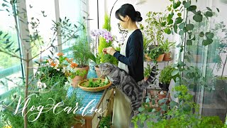 Herbs make my cooking and garden life happy / Small Balcony Garden Life in Korea