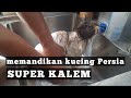 Grooming kucing persia lengkap wow airnya sampai keruh bangetpersiancat