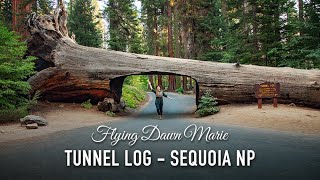 VLOG 210: Tunnel Log Drive Through Tree in Sequoia National Park