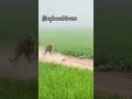 Greyhound dog race 🦮🔥🌪️