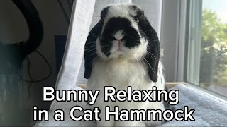 Bunny Claims Cat Hammock as His Own by The Lexi Bunch 36 views 7 days ago 1 minute, 8 seconds