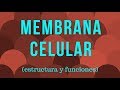 MEMBRANA CELULAR: estructura y funciones