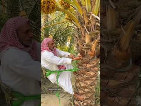 معلومات مهمة في تكريب النخيل والسبب الرئيسي في تشلخ الكرب اكسبلور ترند زراعة