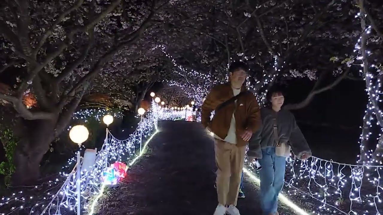 静岡県南伊豆町　みなみの桜と菜の花まつり　夜桜ライトアップ
