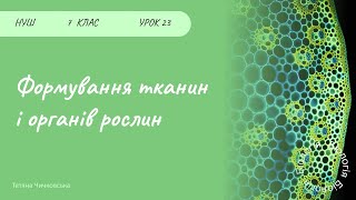 картинка: Формування тканин і органів рослин