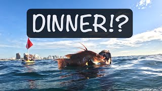 Spearfishing for Hogfish in Fort Lauderdale, Florida!